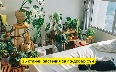 15 стайни растения за по-добър сън (Пълно ръководство)