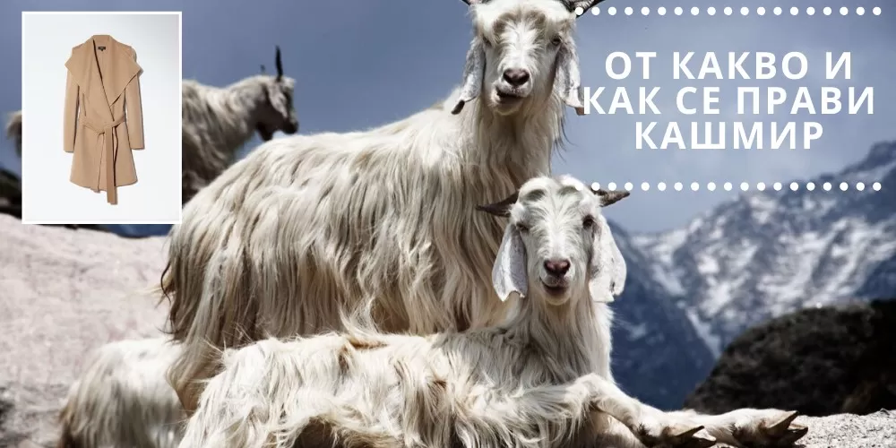 От какво и как се прави кашмир